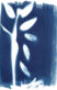 fliegen_cyanotype_2_1
