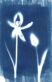 fliegen_cyanotype_5